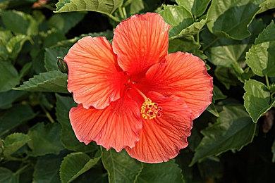 《女神异闻录5：战略版》明智吾郎角色预告片分享